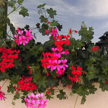 Summer Holiday
